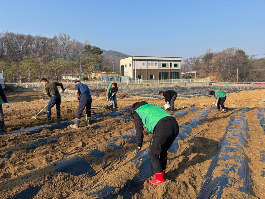 9-1 소흘읍 새마을 남녀 지도자, 감자 식재 행사 개최.jpg