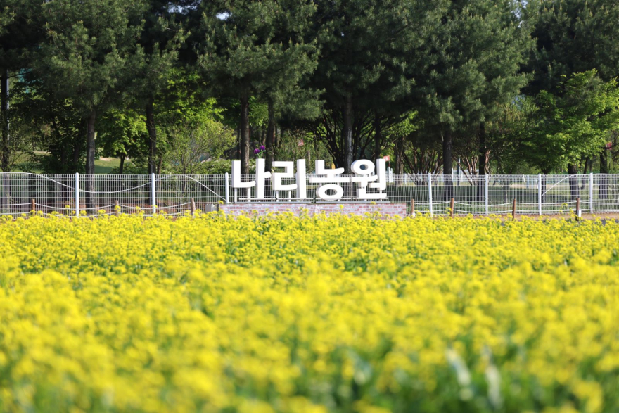 4.17-양주나리농원, 5월 9일부터 5월 17일까지 봄 무료 개장.JPG
