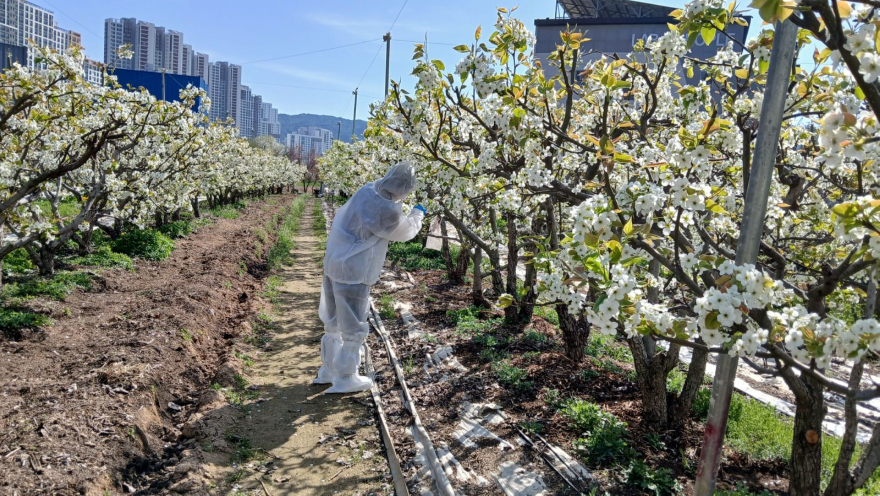 4.21.-양주시, 과수화상병 확산 차단을 위한 ‘개화기 집중예찰’ 실시.jpg