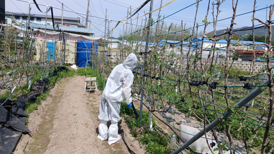 4.21.-양주시, 과수화상병 확산 차단을 위한 ‘개화기 집중예찰’ 실시1.jpg