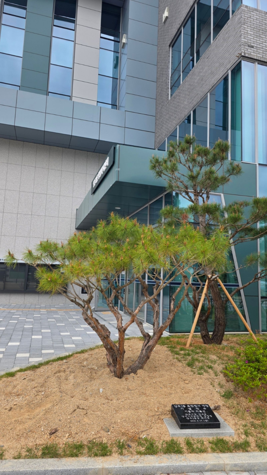 5.11.-양주1동 복합청사 개청 기념…이복선 씨, 직접 기른 기념식수 기증.jpg