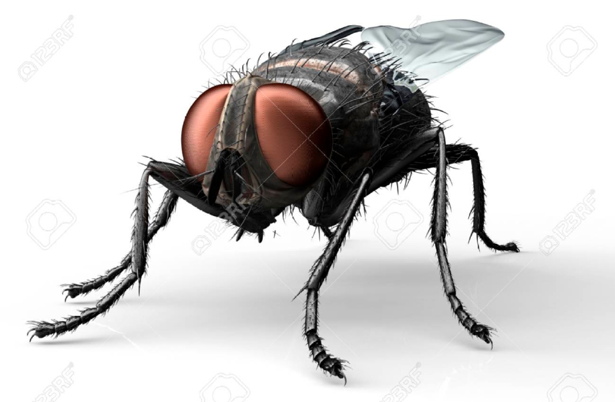 55471160-housefly-insect-isolated-on-white-with-clipping-path-3d-illustration.jpg