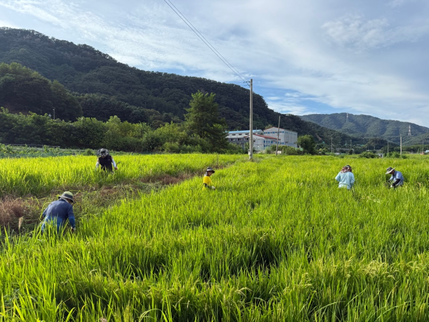 8. 동두천시 농촌지도자연합회, 공동경작 논 제초작업 실시(2).jpg