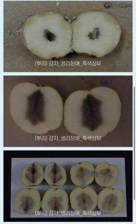 씨감자 '흑색심부병', 눈에 보이는 게 다가 아닙니다!