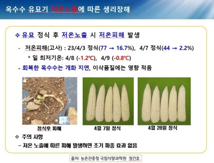 옥수수 일찍 심으면 오히려 손해... 포천시, ‘4월 20일 이후’ 적기 파종 당부