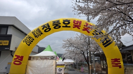 제30회 제천 청풍호 벚꽃축제 개최... "청풍호반에 핀 하얀 눈꽃"