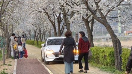 벚꽃길의 고함과 한 기자의 뒷모습