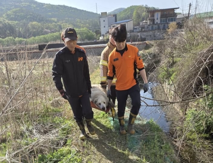 포천소방서, 생명 앞에 차별 없다. 고층 추락 대형견 극적 구조