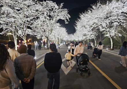 동두천 평화박물관 ‘벚꽃 야간개장’ 누적 3만 명 돌파… 전년 대비 200% 급증