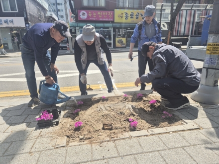 의정부시 가능동 주민자치회, 가로수 빈자리 ‘꽃잔디’로 채워 거리 환경 개선