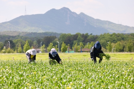 양주 나리농원, 9일부터 무료 개장... “노란 유채꽃 물결 속으로”