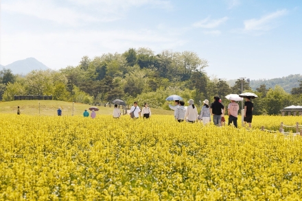 [포토] 양주 나리농원, 황금빛 유채꽃의 물결... "봄의 절정을 찍다"