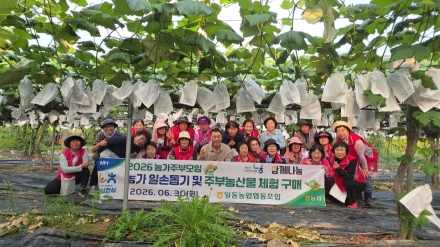 일동농협 농가주부모임 일손 돕기 포도봉지 씌우기 봉사로 구슬땀