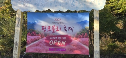포천 허브아일랜드 핑크뮬리 축제와 야간개장으로 가을맞이 본격화